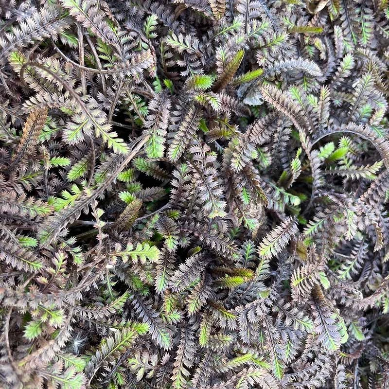 Platt's Black Brass Buttons (Leptinella) 5 Platt's Black Brass Buttons (Leptinella) - Image 3