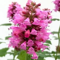 Poquito™ Lavender Agastache -High country gradens poquito lavender agastache close up