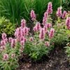 Poquito™ Lavender Agastache -High country gradens poquito lavender agastache garden