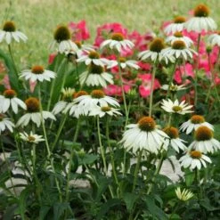 PowWow® White Echinacea -High country gradens pow wow white echinacea