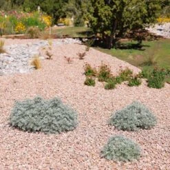 Powis Castle Artemisia 13 Powis Castle Artemisia -High country gradens powis castle andrea nm