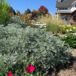 Powis Castle Artemisia 12 Powis Castle Artemisia -High country gradens powis castle meadowpro