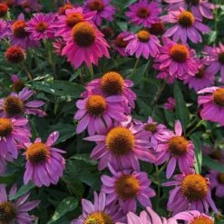 PowWow® Wild Berry Echinacea -High country gradens powwow berry echinacea 1