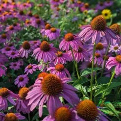 Autumn Magic Pollinator Collection -High country gradens powwow berry echinacea 3 3