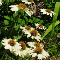 PowWow® White Echinacea -High country gradens powwow white coneflower 1