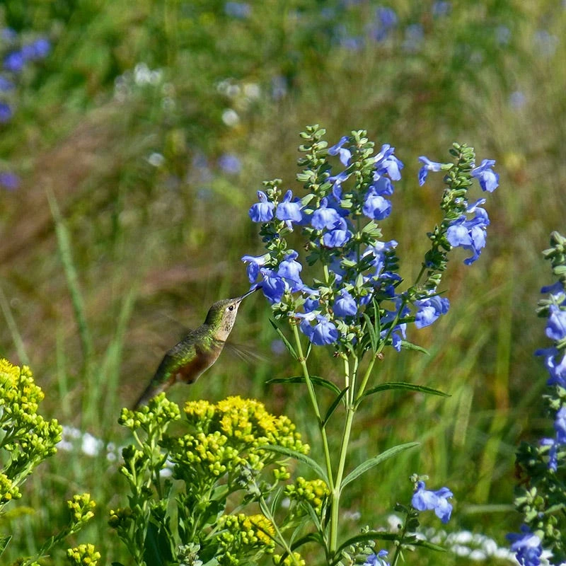 Prairie Salvia 6 Prairie Salvia - Image 4