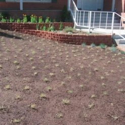 Prestige™ Buffalo Grass Plugs -High country gradens prestige just planted plugs close 1