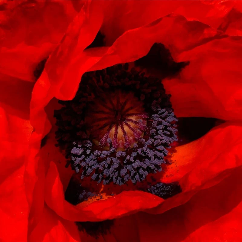 Prince Of Orange Oriental Poppy 5 Prince Of Orange Oriental Poppy - Image 3