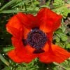 Prince Of Orange Oriental Poppy -High country gradens prince of orange poppy pr1