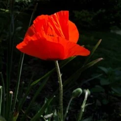 Prince Of Orange Oriental Poppy 9 Prince Of Orange Oriental Poppy -High country gradens prince of orange poppy pr4