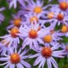 Autumn Magic Pollinator Collection -High country gradens professor kippenberg aster 2