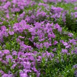 Purple Beauty Creeping Phlox -High country gradens purple beauty creeping phlox groundcover 1