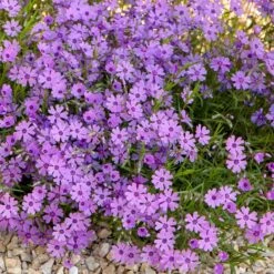 Purple Beauty Creeping Phlox -High country gradens purple beauty creeping phlox rock garden