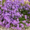 Purple Beauty Creeping Phlox 2 Purple Beauty Creeping Phlox -High country gradens purple beauty creeping phlox rock garden 1