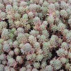 Succulent Groundcover Collection 11 Succulent Groundcover Collection -High country gradens purple form creeping sedum hispanicum creeping