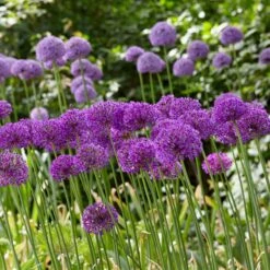 Purple Sensation Allium 7 Purple Sensation Allium -High country gradens purple sensation allium bunches