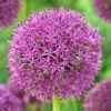 Purple Suze Allium -High country gradens purple suze allium fall flower bulb