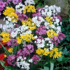 Endless Allium Bulb Collection 11 Endless Allium Bulb Collection -High country gradens rainbow mix allium