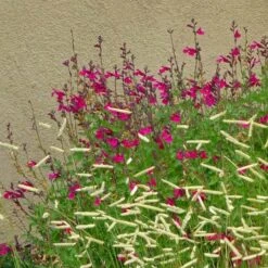 Raspberry Delight® Salvia 8 Raspberry Delight® Salvia -High country gradens rasberry delight hybrid bush sage withornamentalgrass 1
