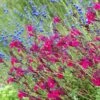 Raspberry Delight® Salvia -High country gradens raspberry delight salvia hero 1 1