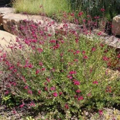 Salvia Collection -High country gradens raspberry delight salvia sq