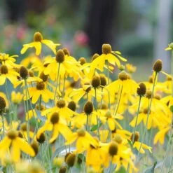 Colorado Perennial Collection -High country gradens ratibida pinnata sq