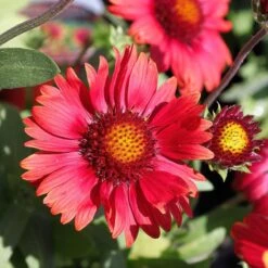 Arizona Red Shades Gaillardia -High country gradens red shades gaillardia