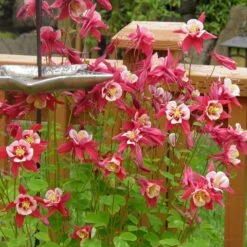 Columbine Collection -High country gradens red hobbit sq