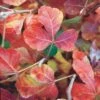 Gro-Low Sumac (Rhus) -High country gradens rhus aromatica gro low