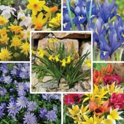 Rock Garden Bulb Collection -High country gradens rock garden bulb collection9 18 25