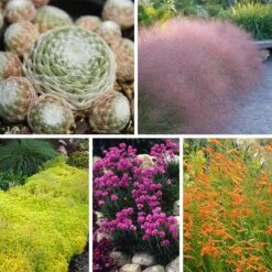 Rock Garden Collection -High country gradens rock garden collection 10 28 24