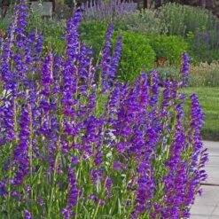 Colorado Perennial Collection -High country gradens rocky mountain penstemon strictus