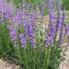 Jumbo Waterwise Extension Collection -High country gradens rocky mtn penstemon cropped