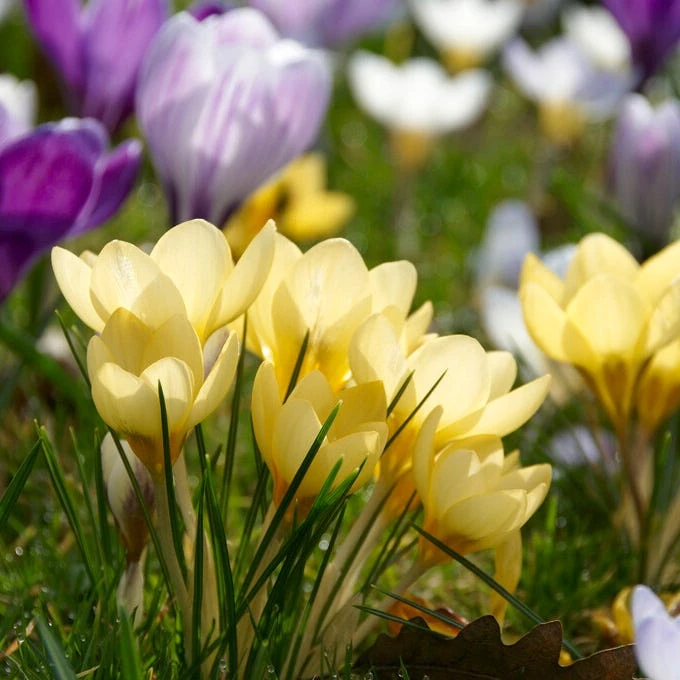 Romance Crocus 4 Romance Crocus - Image 2