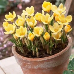 Romance Crocus 9 Romance Crocus -High country gradens romance crocus 3
