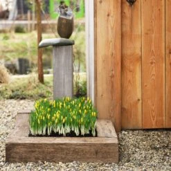 Romance Crocus 11 Romance Crocus -High country gradens romance crocus 5