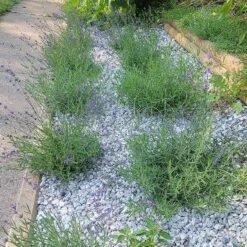 Royal Velvet English Lavender -High country gradens royal velvet pr hellstrip
