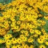 Goldsturm Black Eyed Susan