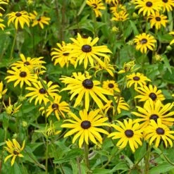 Butterfly Paradise Pre-Planned Cottage Garden -High country gradens rudbeckia fulgida goldsturm yellow blooms