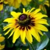 FireSmart Collection - Zone 2 -High country gradens rudbeckia hirta black eyed susan denver daisy