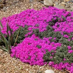 Creeping Shrubby Ice Plant (Ruschia) -High country gradens ruschia pulvinaris 4