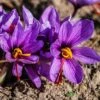 Saffron Crocus -High country gradens saffron crocus 1 1 1