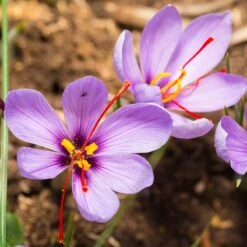 Saffron Crocus -High country gradens saffron crocus 3 1