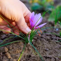 Saffron Crocus -High country gradens saffron crocus 4 1