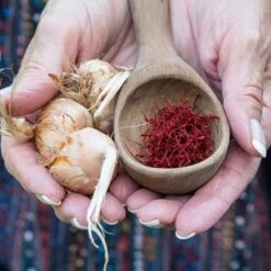 Saffron Crocus -High country gradens saffron crocus 5