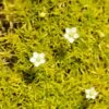 Scotch Moss (Sagina) -High country gradens sagina subulata aurea 1