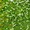 Green Irish Moss (Sagina) -High country gradens sagina subulata irish moss 1
