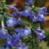 Prairie Salvia -High country gradens salvia azurea 84700 01 2