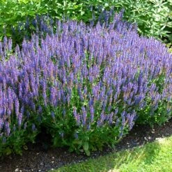 Blue Hill Salvia -High country gradens salvia blue hill sage elbo34361