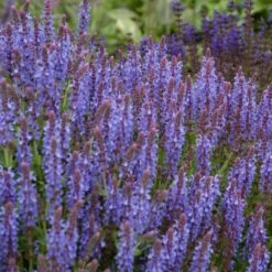 Blue Hill Salvia -High country gradens salvia blue hill sage vami04296